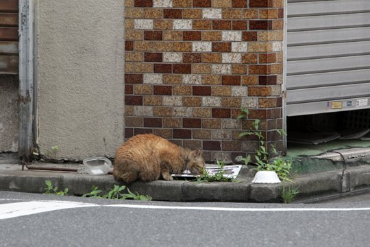 街のねこたち