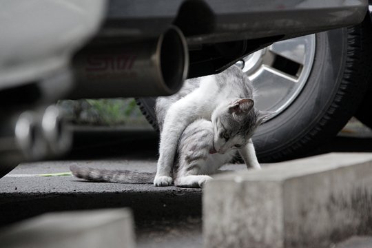 街のねこたち