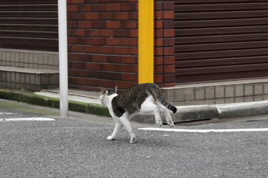 街のねこたち