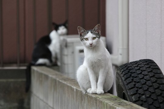 街のねこたち