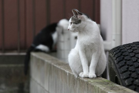 街のねこたち