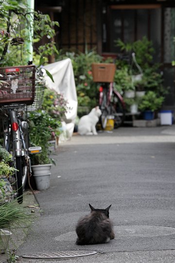 街のねこたち