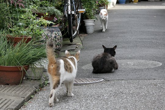 街のねこたち