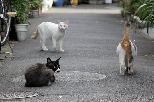 街のねこたち