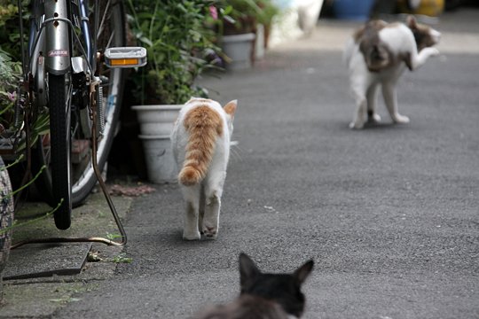 街のねこたち