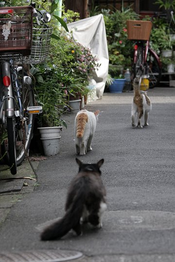 街のねこたち