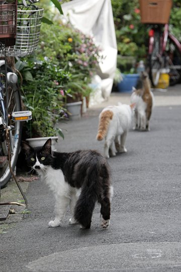 街のねこたち