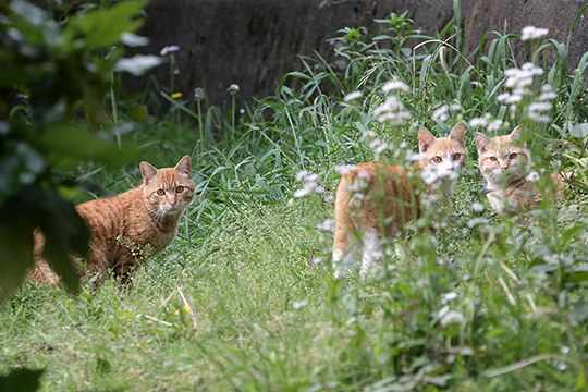 街のねこたち