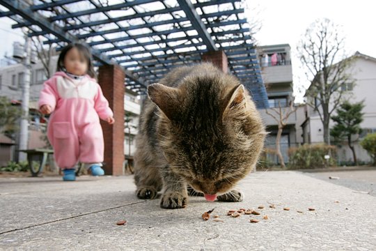 街のねこたち