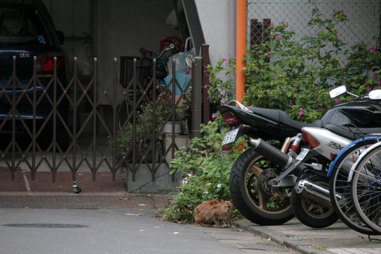 街のねこたち