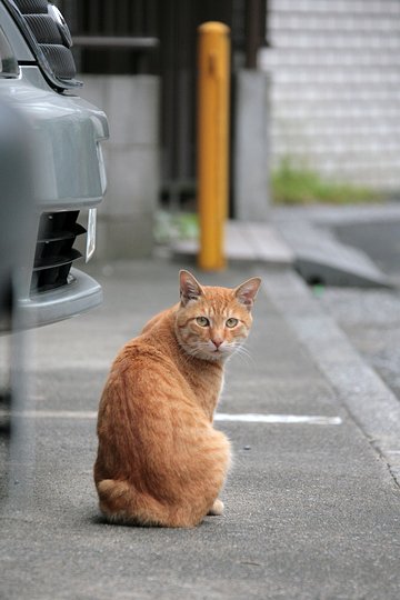 街のねこたち