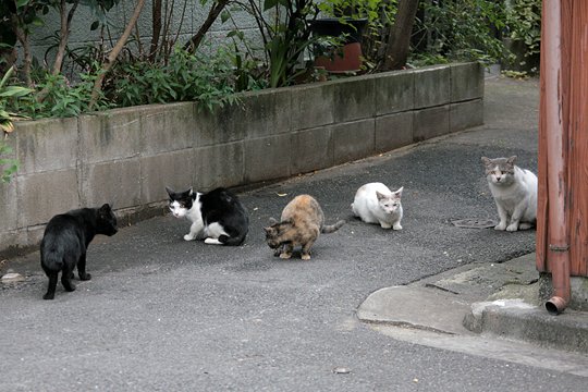 街のねこたち