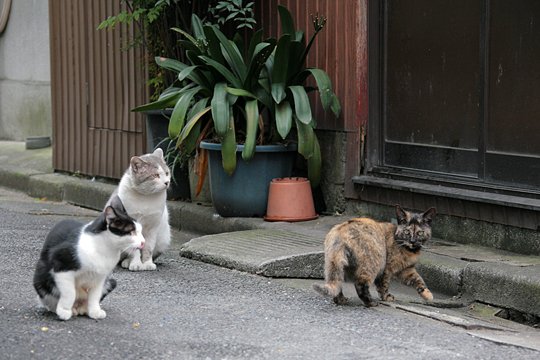 街のねこたち