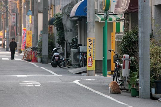 街のねこたち