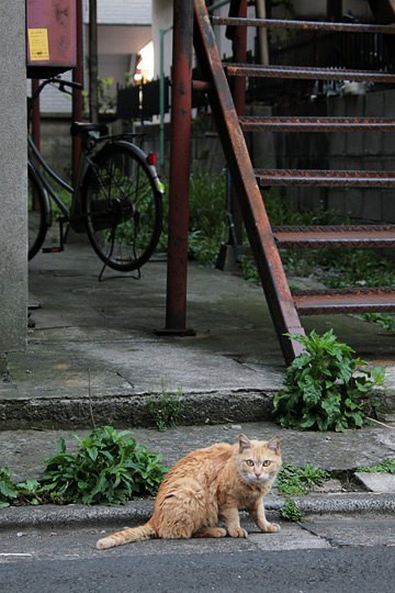 街のねこたち