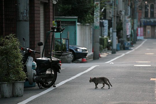 街のねこたち