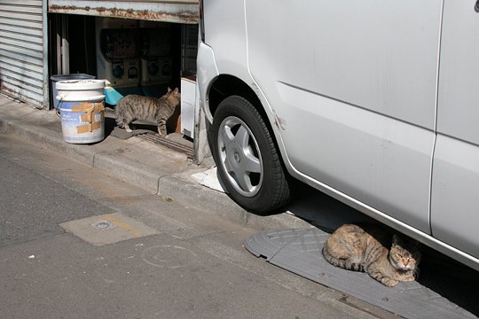 街のねこたち