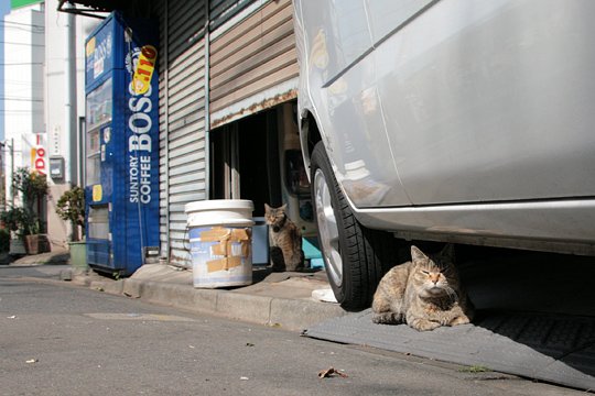 街のねこたち