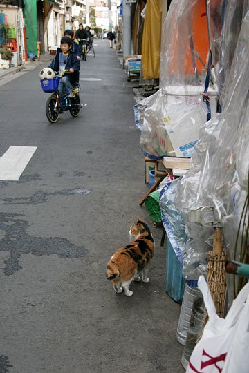 街のねこたち