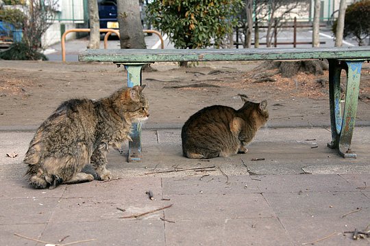 街のねこたち