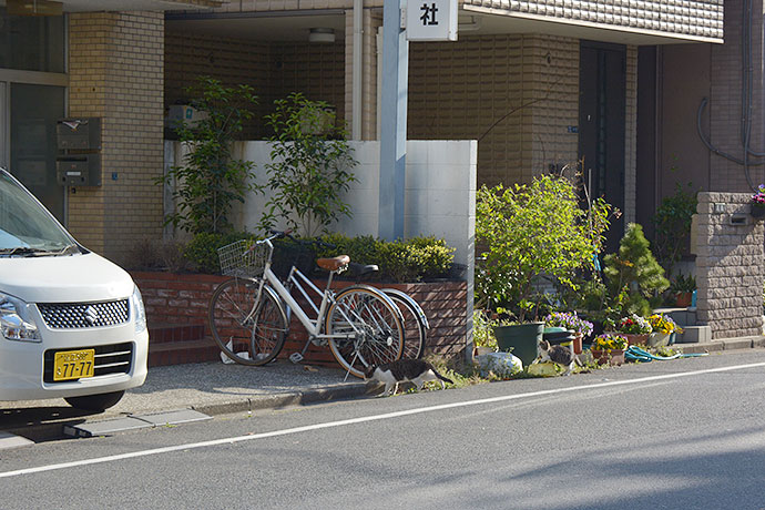 街のねこたち