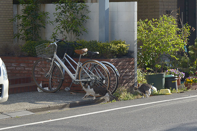 街のねこたち
