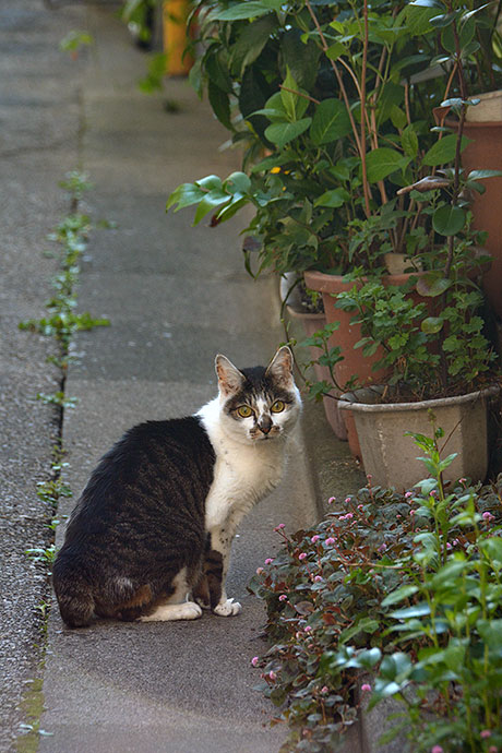 街のねこたち