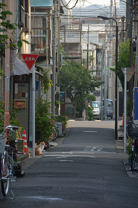 街のねこたち