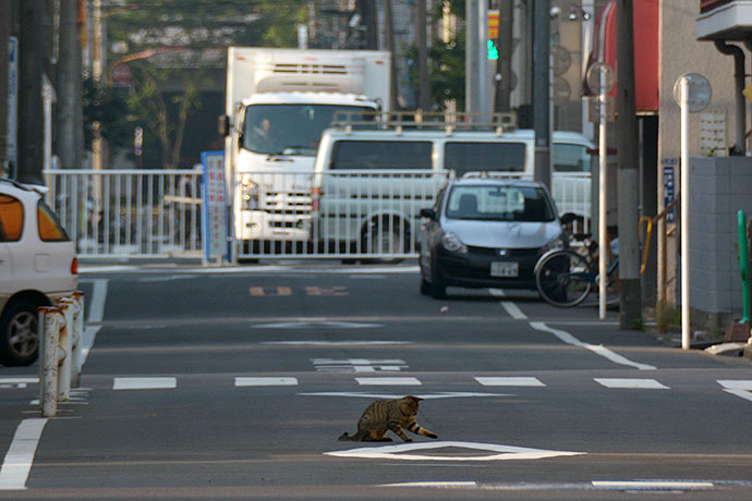 街のねこたち