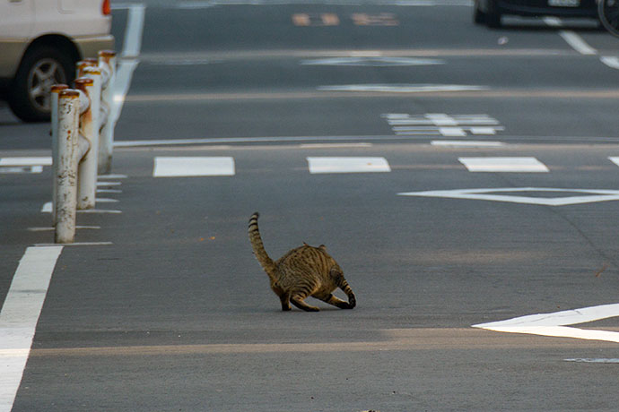 街のねこたち