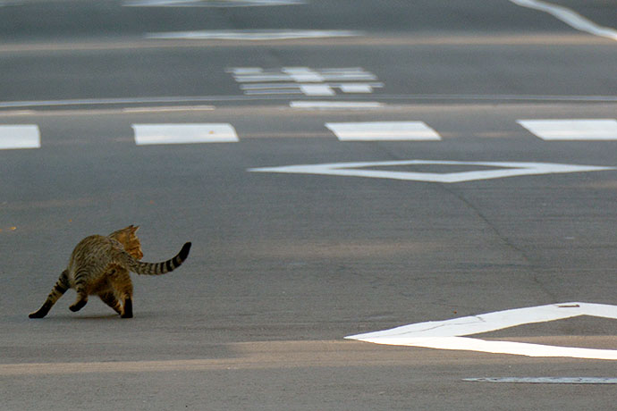 街のねこたち