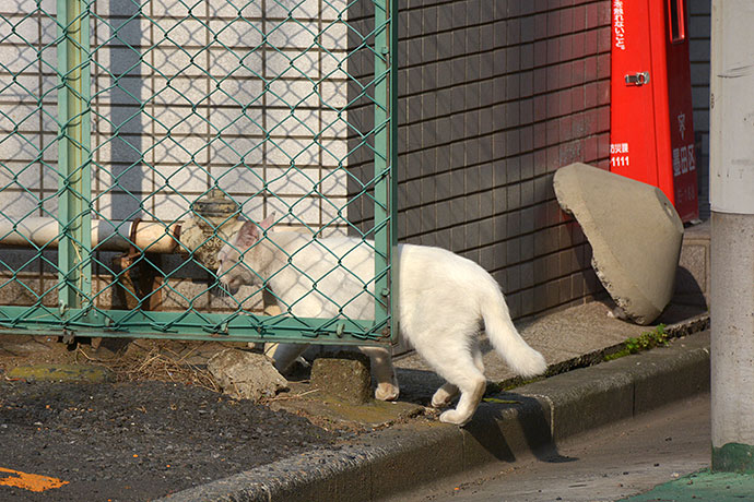 街のねこたち