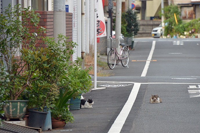 街のねこたち