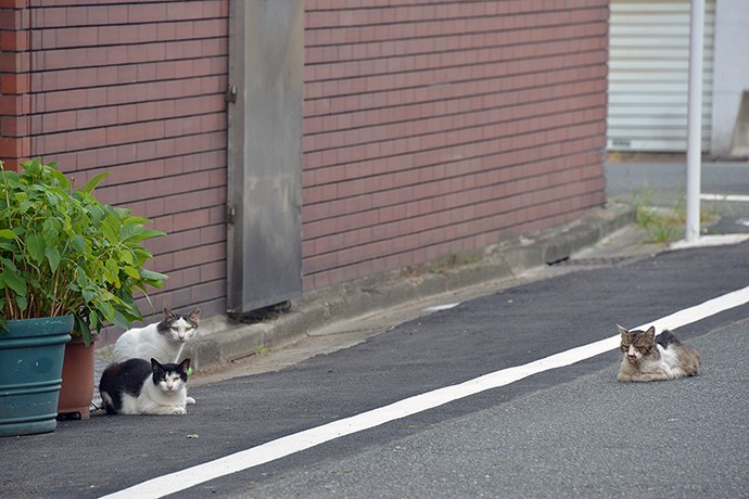 街のねこたち