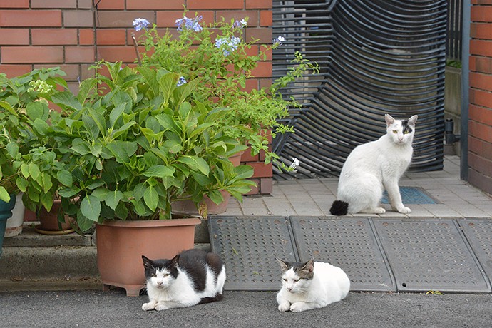 街のねこたち