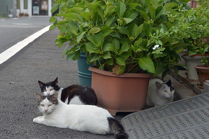街のねこたち