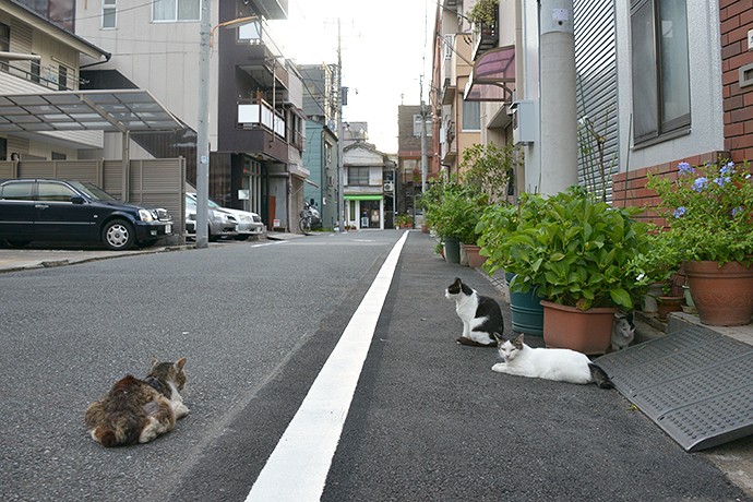 街のねこたち