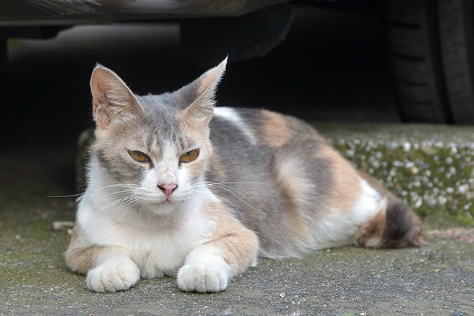 街のねこたち