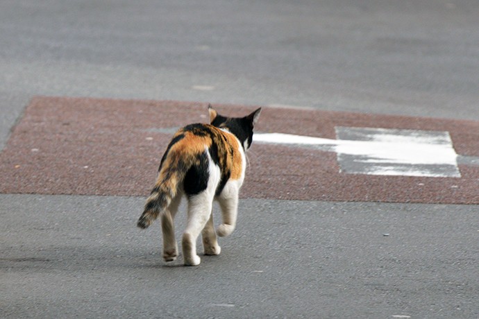 街のねこたち