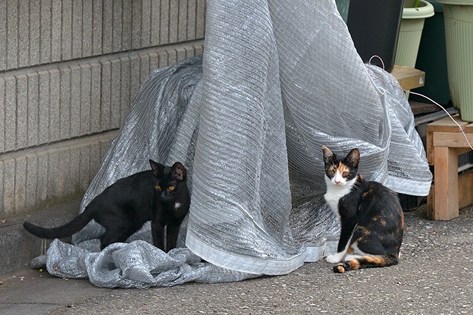 街のねこたち