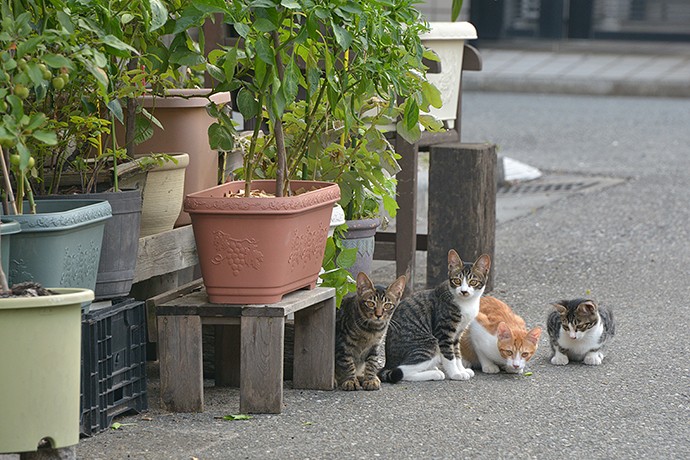 街のねこたち