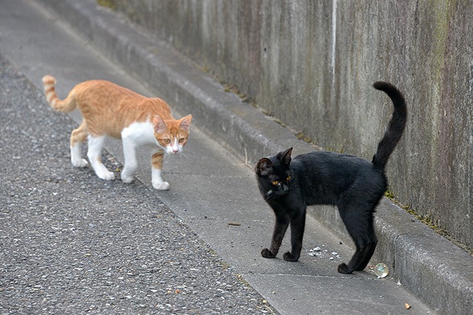 街のねこたち