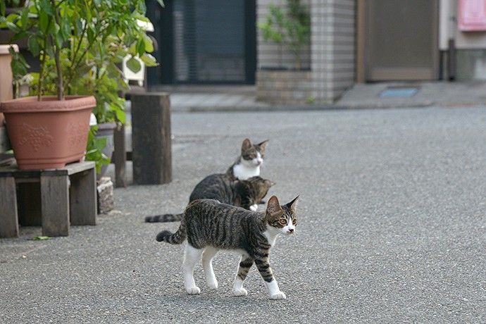 街のねこたち