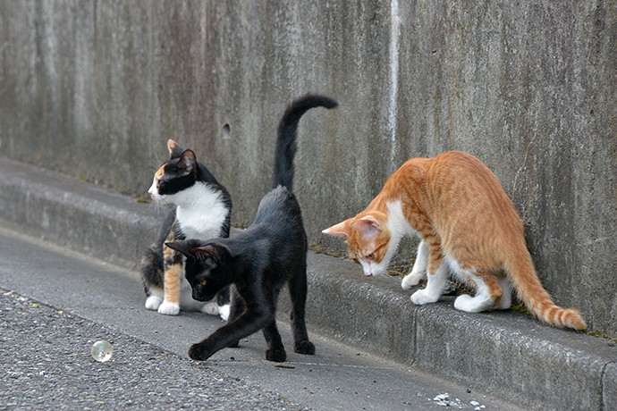 街のねこたち