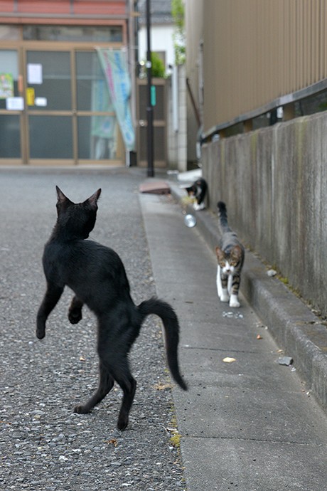 街のねこたち