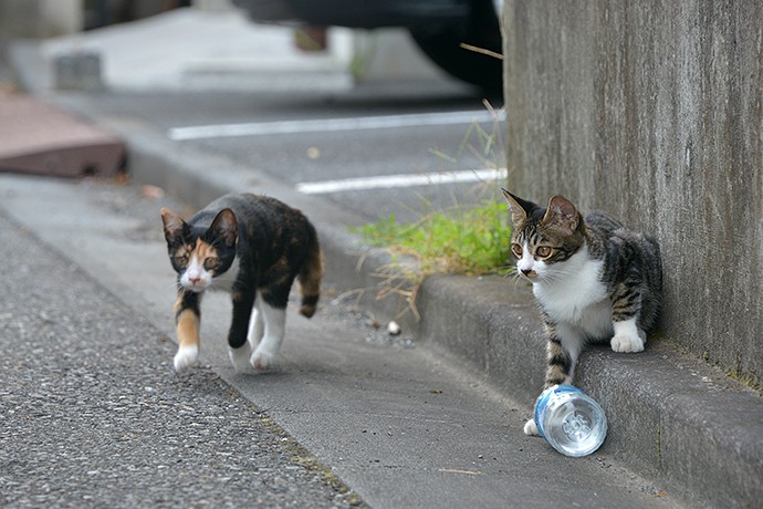 街のねこたち