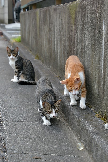 街のねこたち