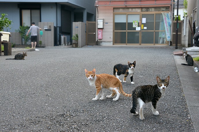 街のねこたち