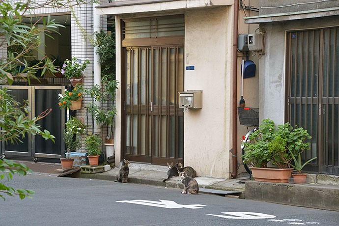 街のねこたち