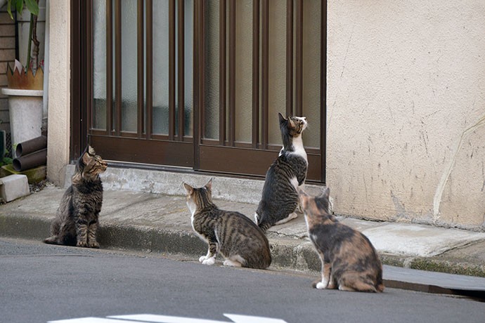 街のねこたち